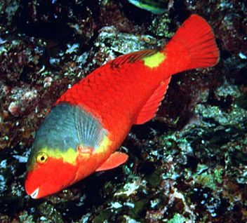 Sparisoma cretense_008